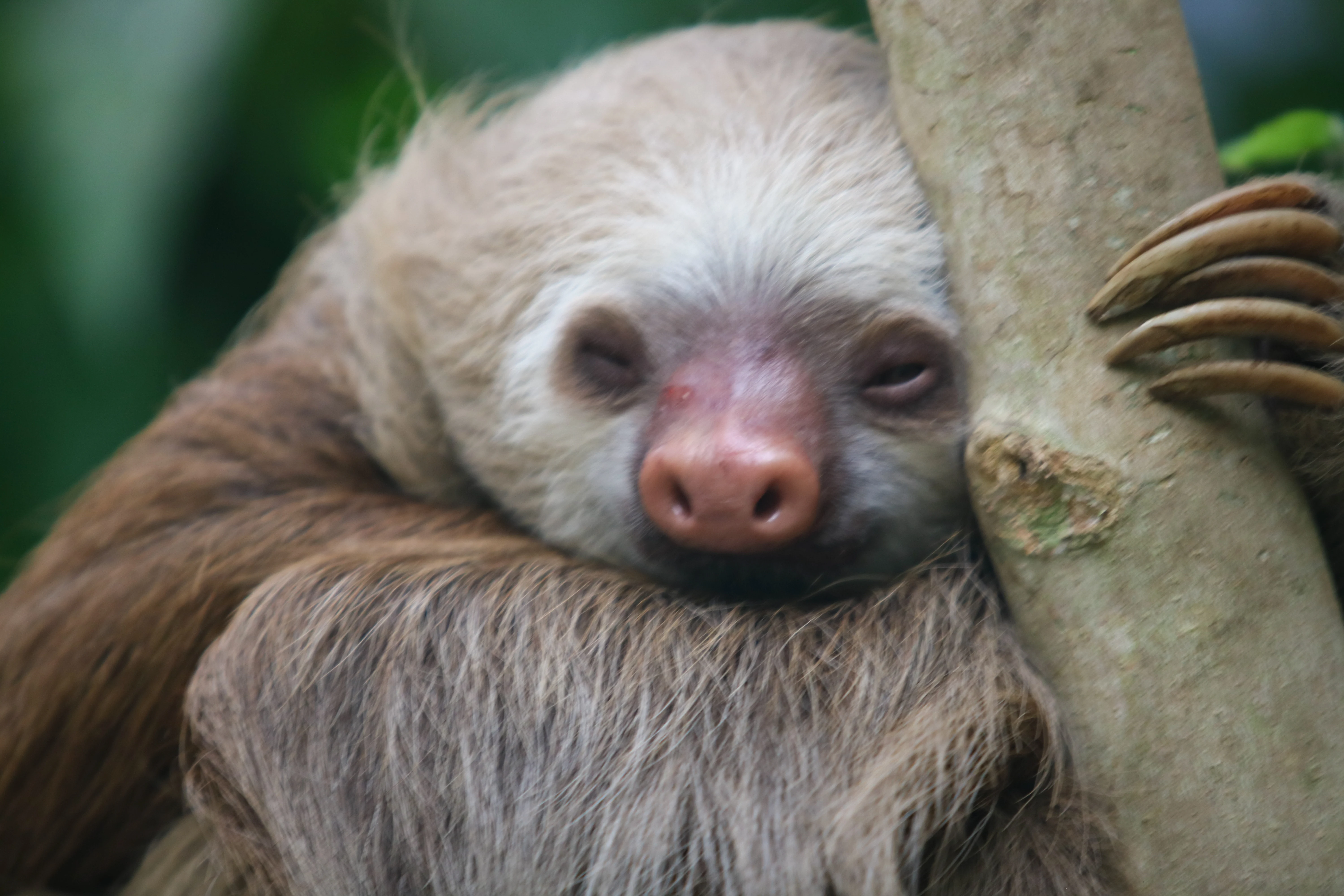 Costa Rica